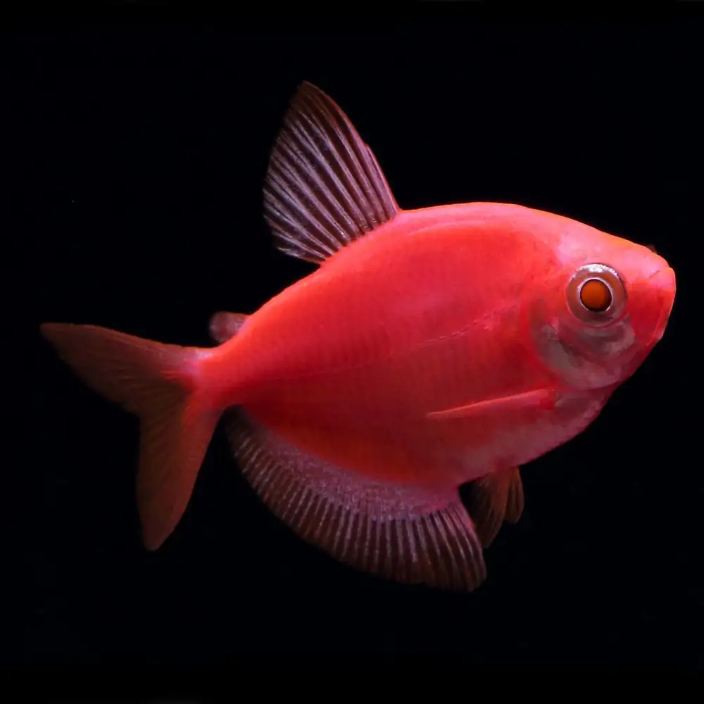 GloFish, Starfire Red Tetra